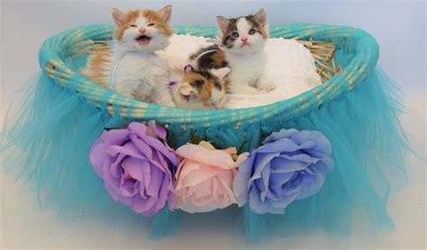 Thank You For Supporting The 2021 Kitten Shower Michigan Humane