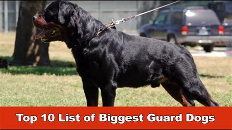 Top 10 Biggest Guard Dogs Youtube