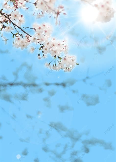 Branch Cherry Blossom Spring Sunshine Blue Sky Background Sun Blue