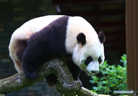 Feature Two Giant Pandas Make Enchanting Debut At Dutch Zoo Xinhua