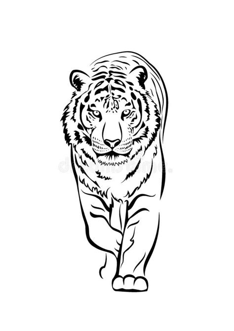 Black And White Vector Drawing Of A Walking Tiger Stock Vector