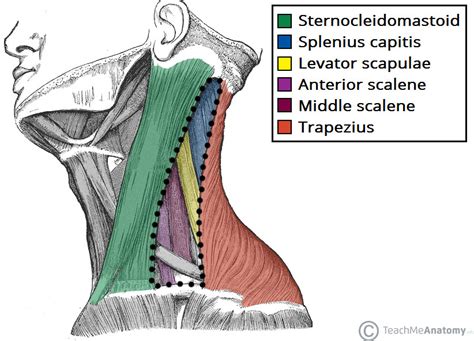 Posterior Triangle Of The Neck Subdivisions Teachmeanatomy