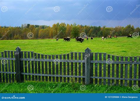 View Of The Wooden Fence And Cows Grazing In A Meadow Stock Photo