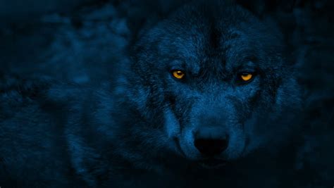 Royalty Free Wolf Growls With Glowing Eyes At Night With Sound