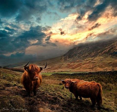 Pin By Yvonne Batten On Highland Coo Scenery Pictures Gorgeous