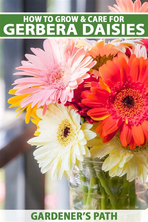 How To Grow And Care For Gerbera Daisies Gardener S Path
