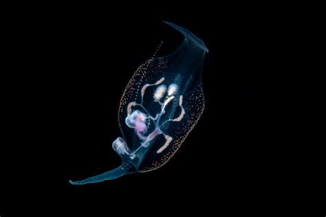 Blackwater Divers Illuminate Sea Life At Night Smithsonian Ocean