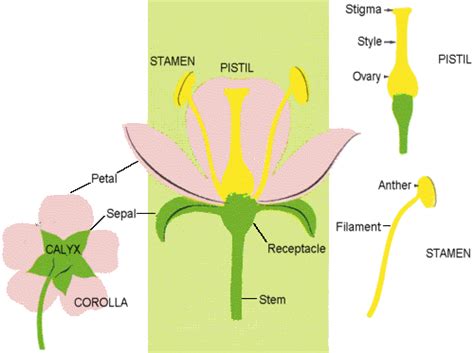 The Parts Of A Flower Parts Of A Flower Flower Structure Simple Flowers