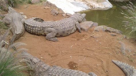 Croc Of Gold Kenyas Booming Crocodile Farm Industry Bbc News