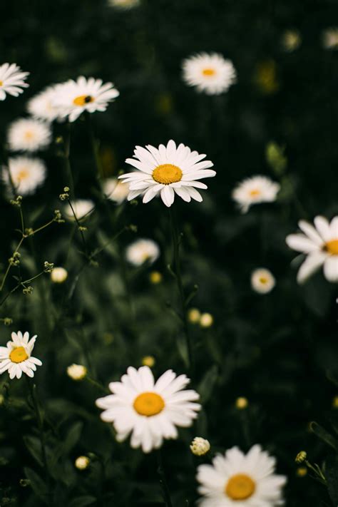 White Daisies In Bloom During Daytime Photo Free Daisy Image On Unsplash