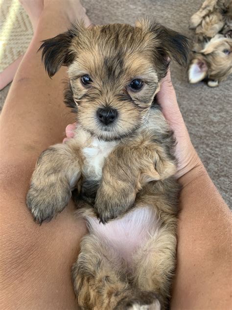Morkie Puppies For Sale | Lima, OH #311953 | Petzlover