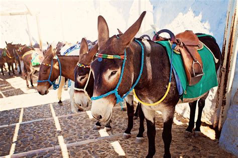 Greece Protects Its Donkeys On Santorini By Issuing A Weight Ban