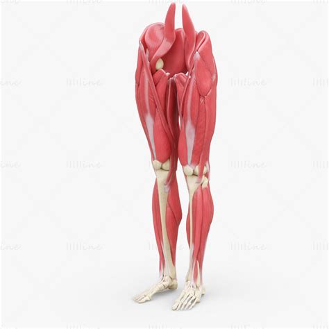 Human Legs Muscle Bone Anatomy 3d Model