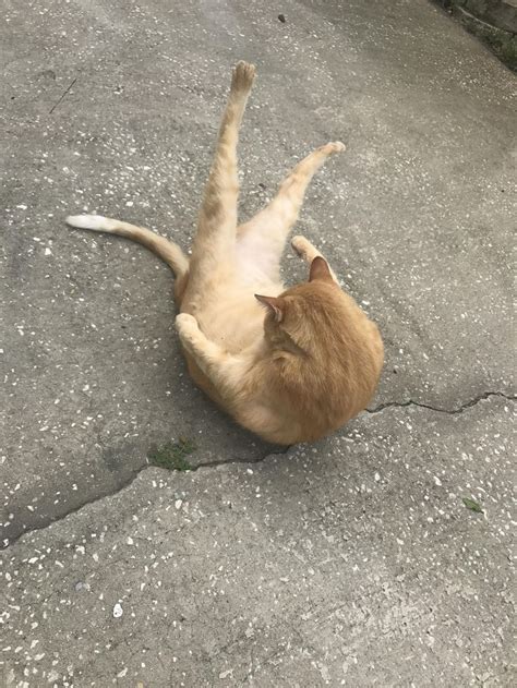 I Guess If My Cat Can Do His Daily Sit Ups I Can Too Cats Sit Up