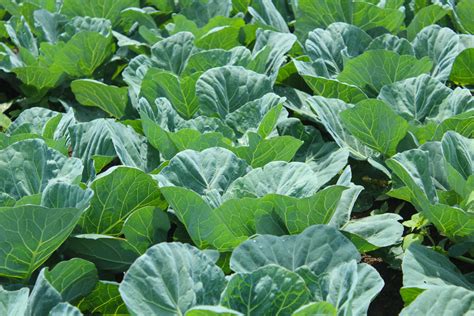 How To Grow Collard Greens Happysprout