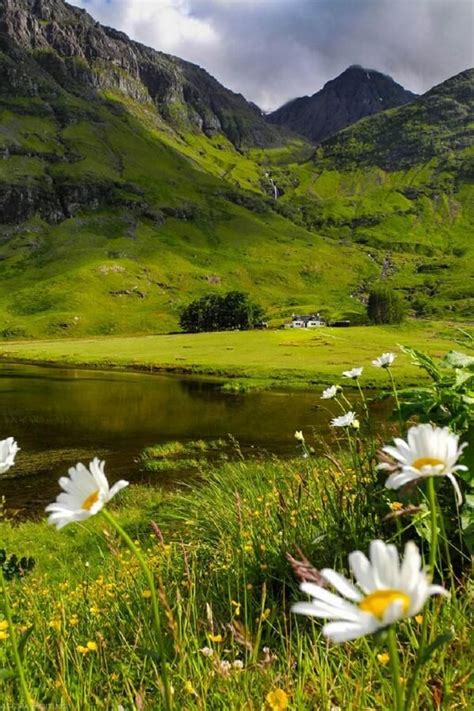 Wild Flowers At Glencoe Scotland Hoho Pics