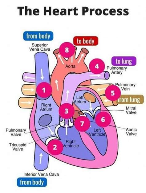 The Heart Process Human Heart Diagram Heart Diagram Anatomy And