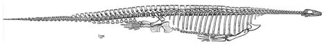 El Caso Del Cadáver De Cadborosaurus Una Revisión 2 Marcianitos Verdes