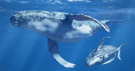 After Near Extinction Humpback Whales Are Thriving In The South
