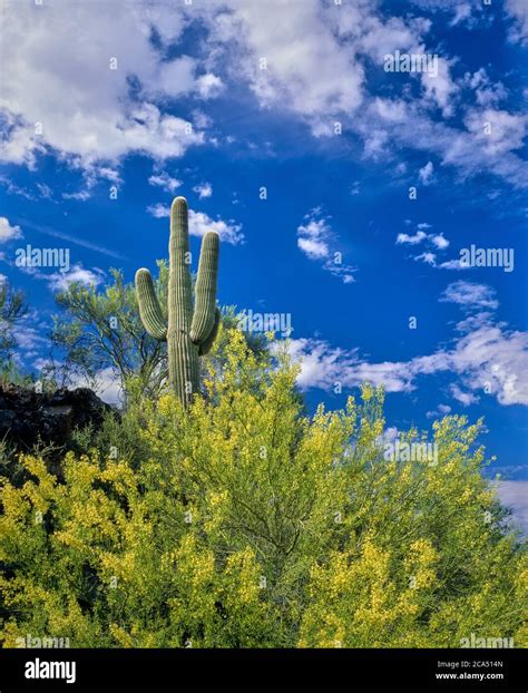 Clouds Over Desert Bush And Saguaro Cactus Mohave County Arizona Usa