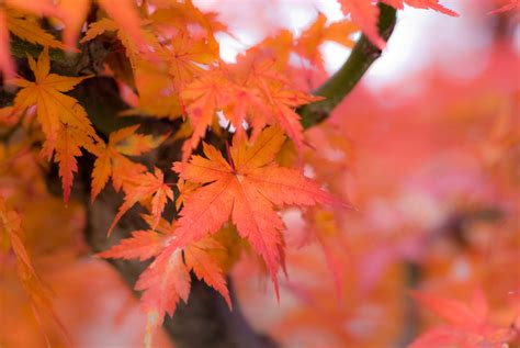 Jeffrey Friedls Blog Kyoto 2008 Fall Foliage Preview Part Ii