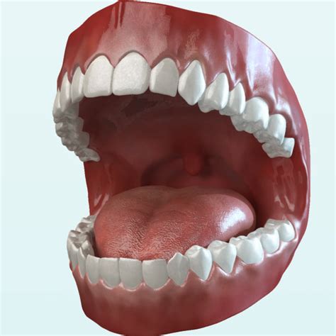 Mouth Teeth Tongue Animation 3d Max