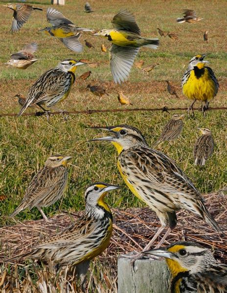 Eastern Meadowlark Crossley Bird Id Guides
