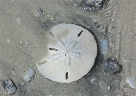 How To Find The Elusive Sand Dollar On Anna Maria Island Island Real