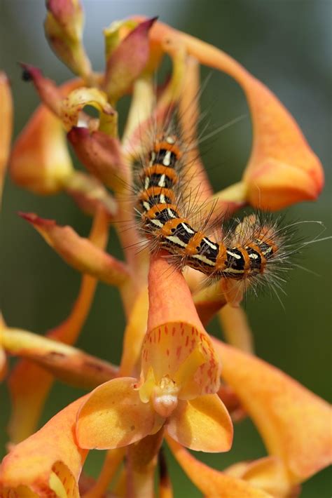 Hairy Caterpillar Margaret Westrop Flickr