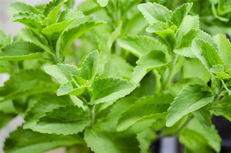10 Simple Tips How To Grow Stevia The Gardening Dad