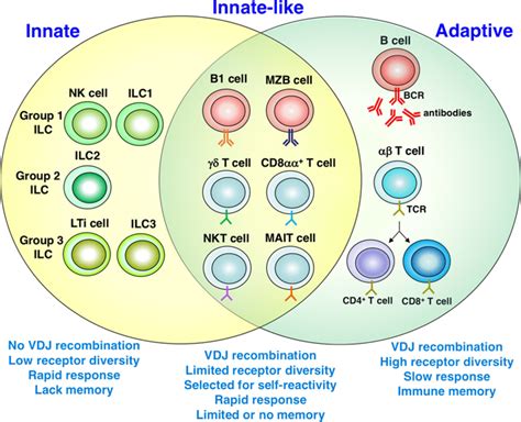 Innate Innate Like And Adaptive Lymphocytes In The Pathogenesis Of Ms