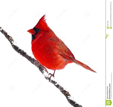 Male Northern Cardinal Cardinalis Cardinalis Royalty Free Stock