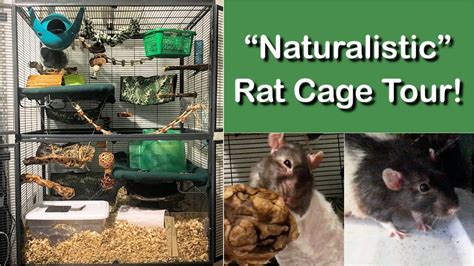 “naturalistic Rat Cage Tour Youtube