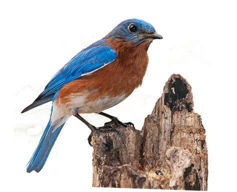 100 Free Bluebird And Bird Images Pixabay