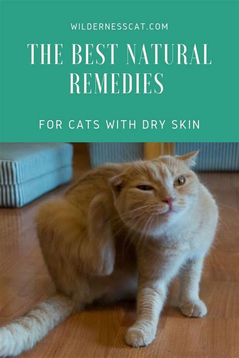 Add approximately 1 teaspoon of finely crushed pumpkin seeds into your cat's food for at least 3 weeks. Home Remedies for Cats with Dry Skin - Soothe Naturally ...
