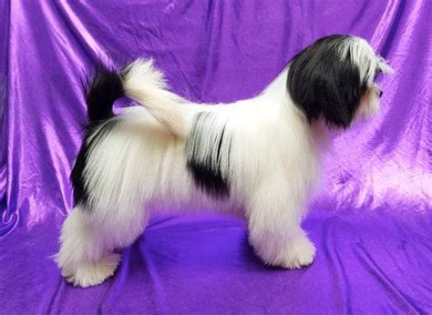 Lhasa Apso Puppy For Sale Adoption Rescue For Sale In Edinburg