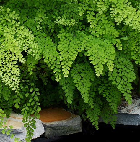 Maidenhair Fern Garden In Delight