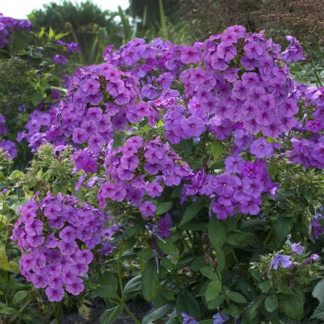 Phlox Flame Purple For Sale Shop Stuarts Stuarts Landscaping