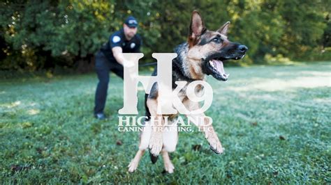 Police K9 Training By Highland Canine Training Llc Youtube