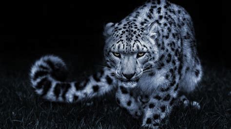 Amazing White Leopard Live Wallpaper Hd