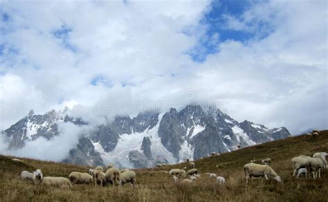 10445 Sheep Snow Photos Free And Royalty Free Stock Photos From