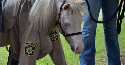 Mini Rescue Ponies Sworn In As Newest Members Of Police Therapy Program