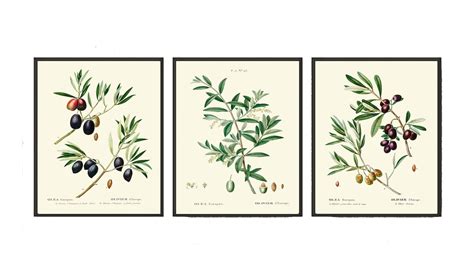 Vintage Olives Print Set Of 3 Wall Art Antique Olive Tree Etsy