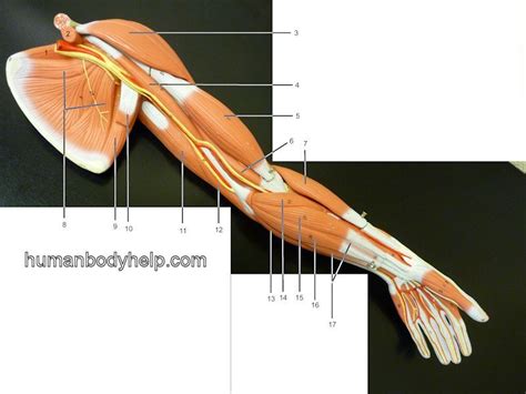 Muscles In Upper Extremity