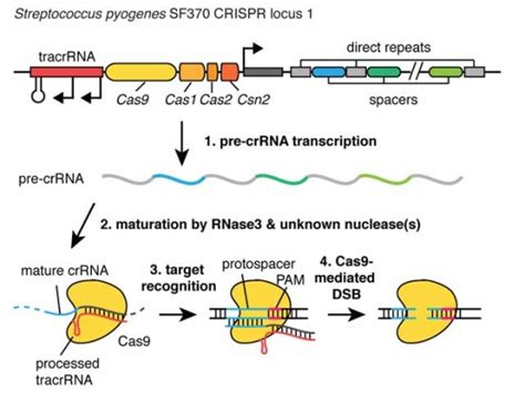 Crispr Method Easier And More Precise Genome Engineering Robaid