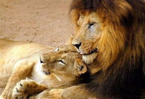 Tenderness Lion And Lioness Love Embrace 655 Modern Cross Etsy Lion