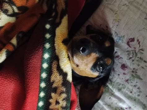 Dog Reyebleach