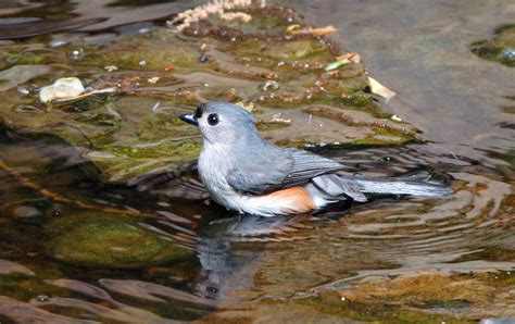 Tufted Titmouse In Pond Ii Photograph By Sandy Keeton Fine Art America