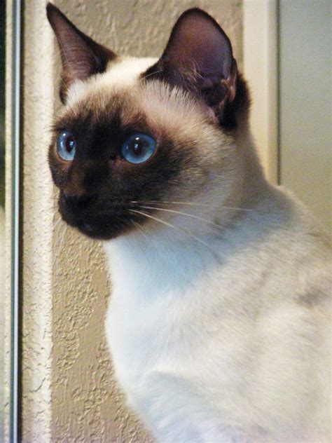 Applehead Old Styletraditional Siamese Siamese Cats Siamese