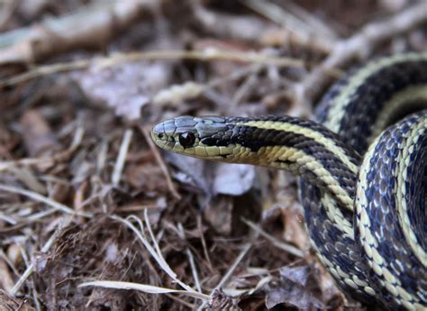 Northwestern Garter Snake Thamnophis Ordinoides Adult Flickr